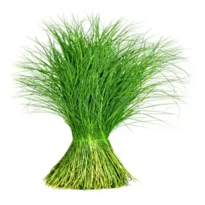 Arugam Pull- Bermuda Grass 1 pack