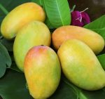 Kesar Mangoes Small box