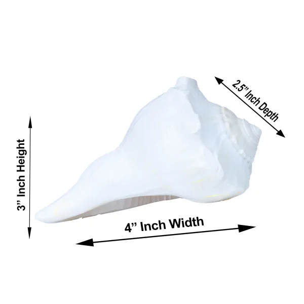 Right Hand Shankh-N – Arr Right Hand Shankh-N – Arr