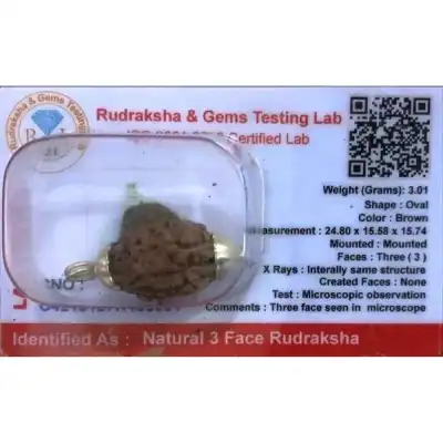 Rudraksha Beads 3 Face Himalayan-White Cup Rudraksha Beads 3 Face Himalayan-White Cup