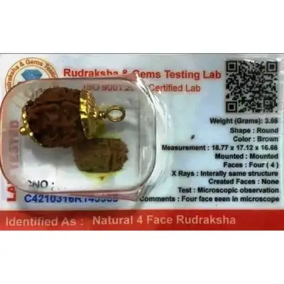 Rudraksha Beads 5 Face Nepali-Golden Cup Rudraksha Beads 5 Face Nepali-Golden Cup