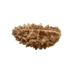 Rudraksha Beads 10 Face Java-Golden Cup Rudraksha Beads 10 Face Java-Golden Cup