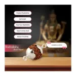 Rudraksha Beads 5 Face Cup – Single – Silver Rudraksha Beads 5 Face Cup – Single – Silver