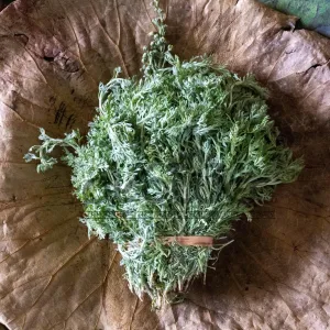 Marikozhundhu