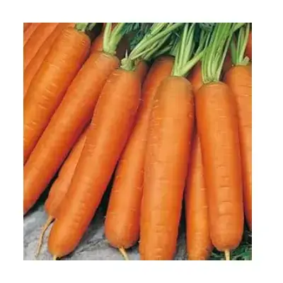 Carrot – 1 Kg Carrot – 1 Kg