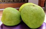 Malgova Mangoes