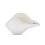 Blowing Shankh - 3.5x6.5 Inch_2