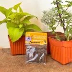 Organic Lavander Cup Sambrani from Cow Dug