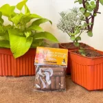 Organic Rose Dhoop Sticks from Cow Dug