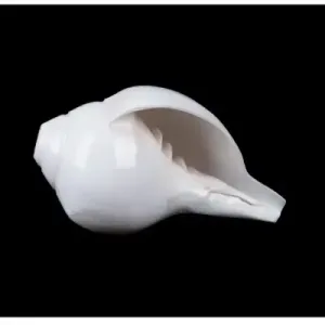 Blowing Shankh – 3×6 Inch Blowing Shankh - 3x6 Inch