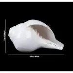Blowing Shankh – 3×6 Inch_2