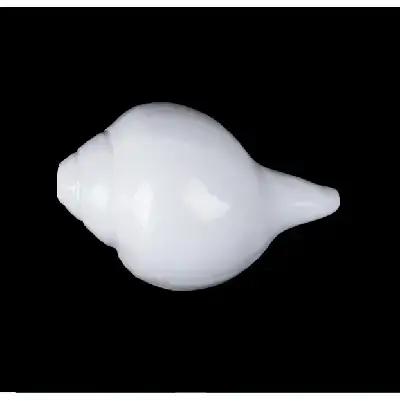 Blowing Shankh – 3×6 Inch Blowing Shankh – 3×6 Inch