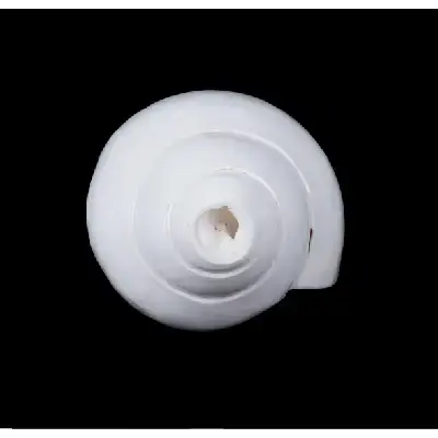 Blowing Shankh – 3×6 Inch Blowing Shankh – 3×6 Inch